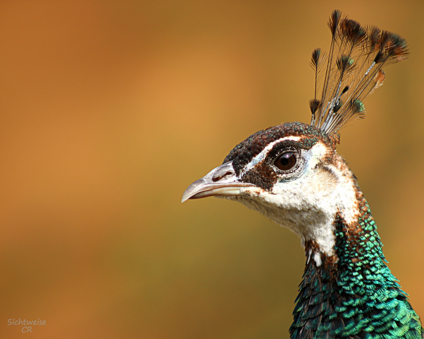 Pfau Teil 2