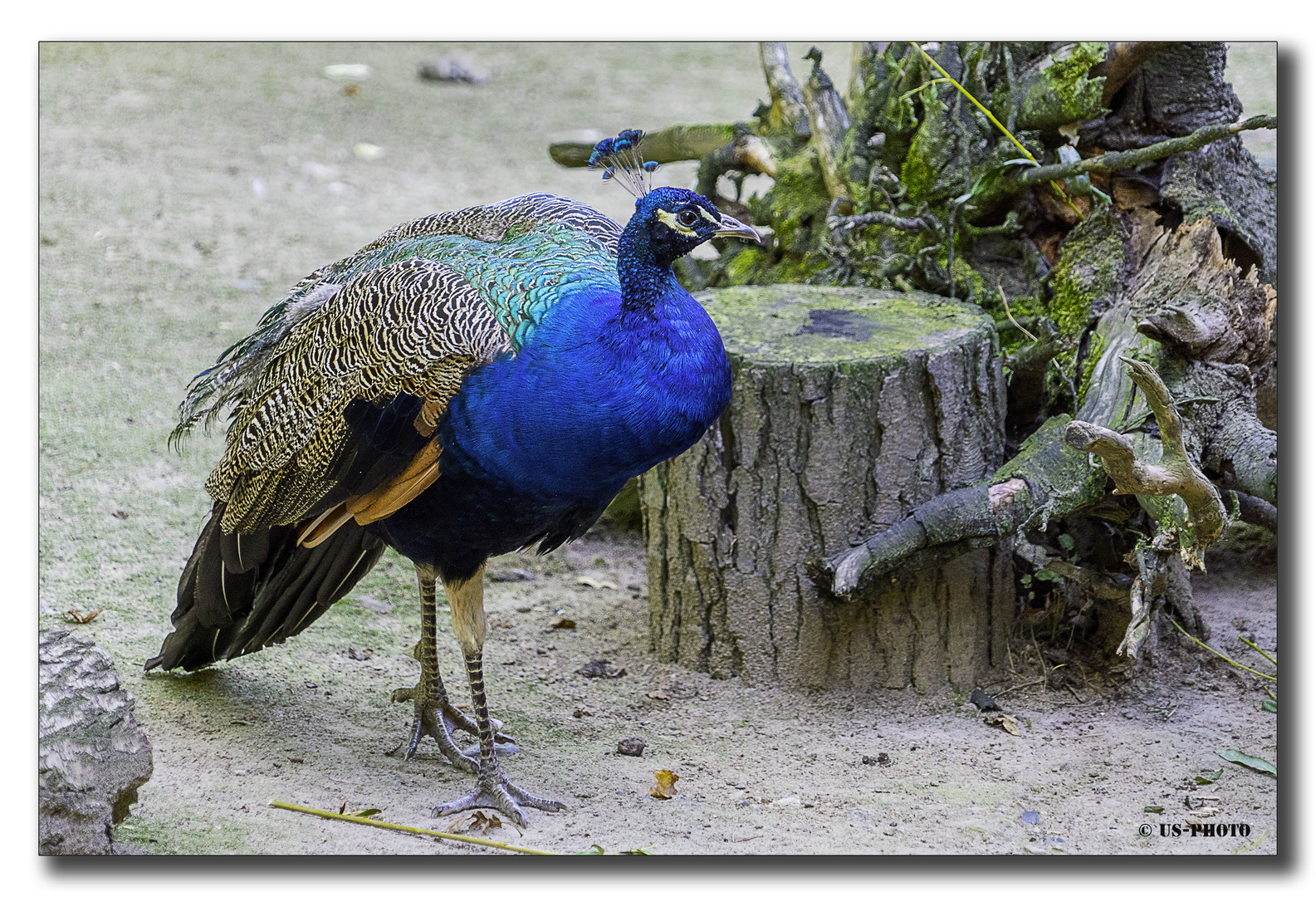 Pfau - Tierpark Essehof