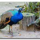 Pfau - Tierpark Essehof