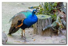 Pfau - Tierpark Essehof