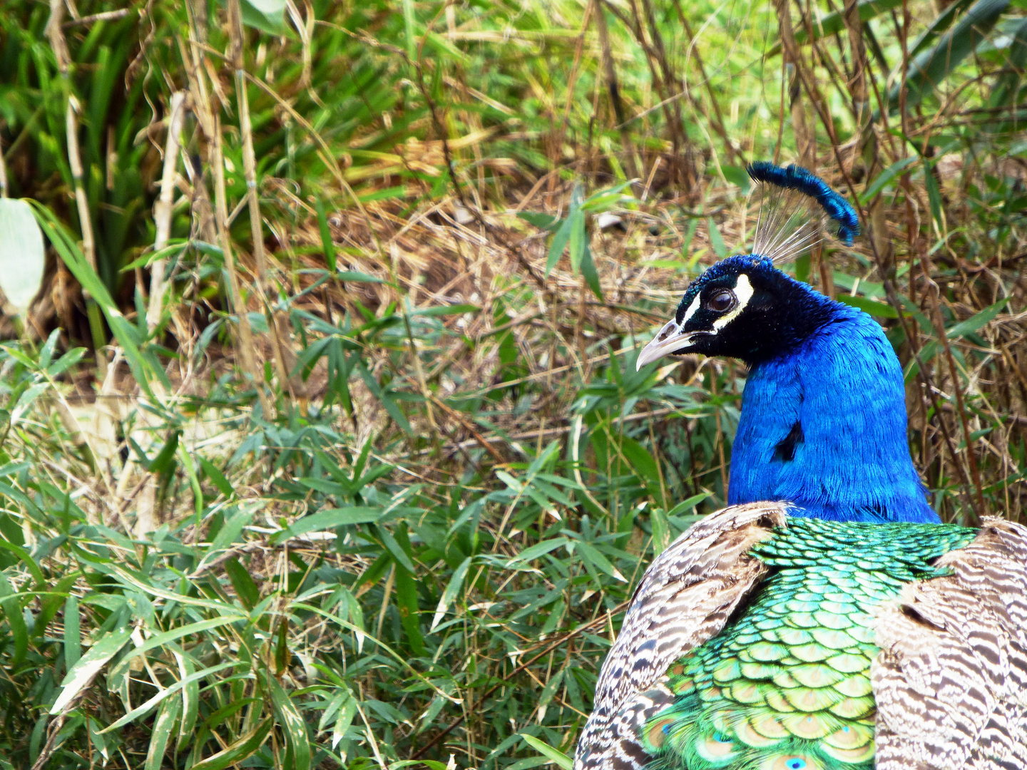 Pfau - Tierpark Kleve