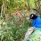 Pfau - Tierpark Kleve