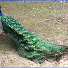 Pfau Tierpark Od.2010