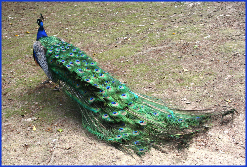 Pfau Tierpark Od.2010