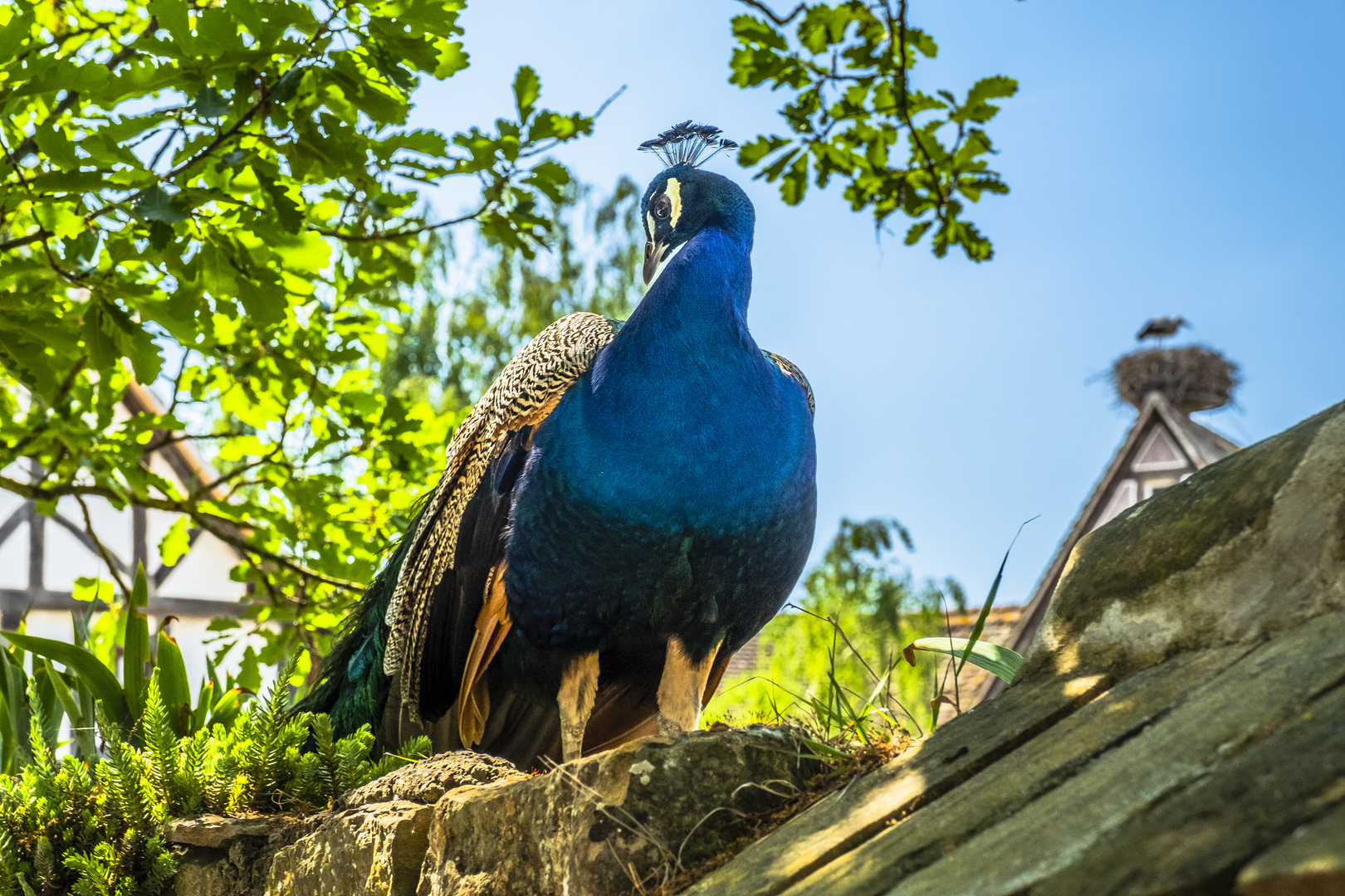 Pfau und Storch