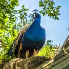 Pfau und Storch