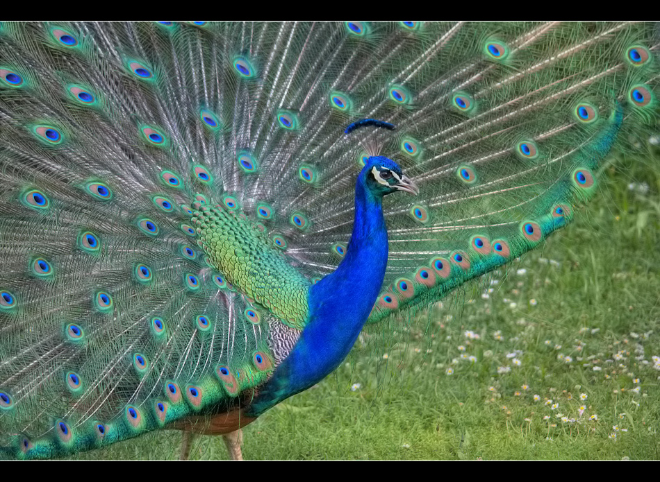 Pfau (VI)