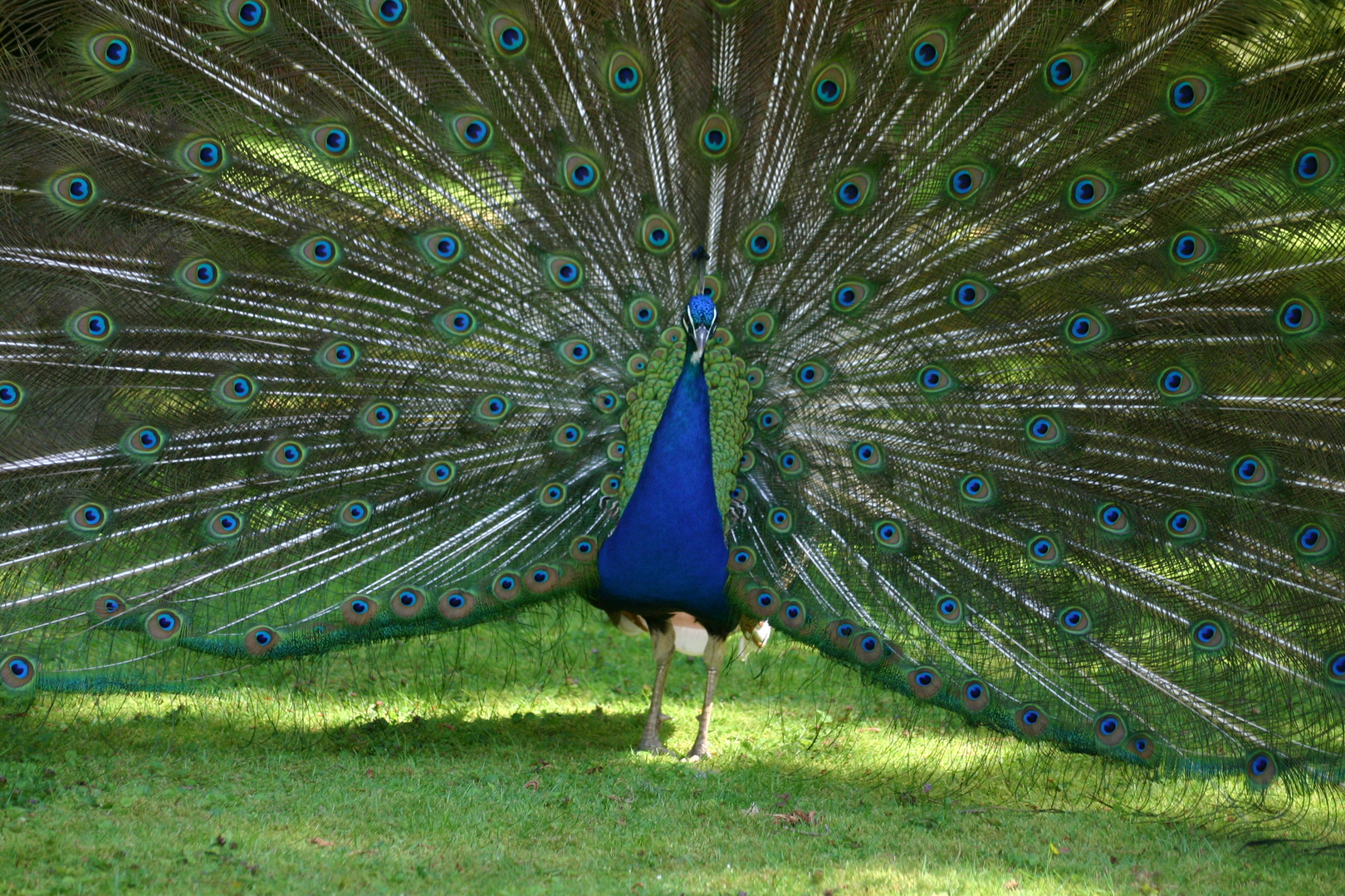 Pfau von der besten Seite