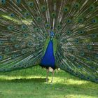 Pfau von der besten Seite