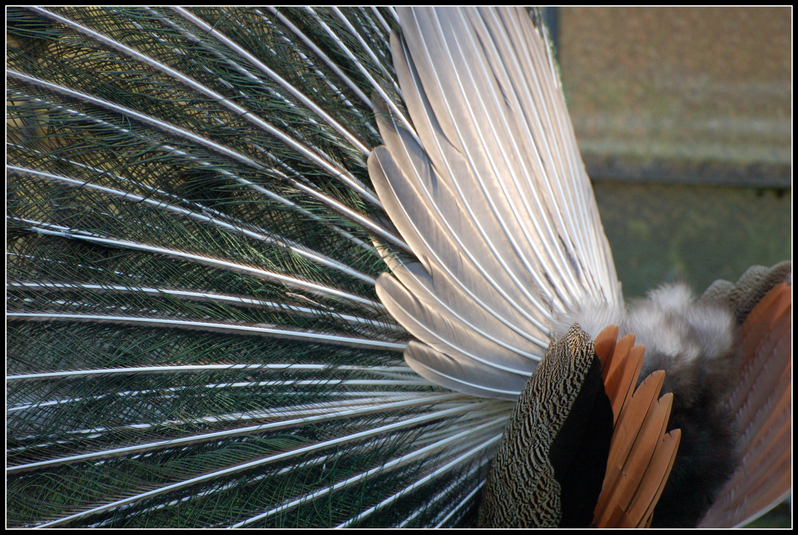 Pfau von der Seite