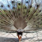 Pfau von hinten