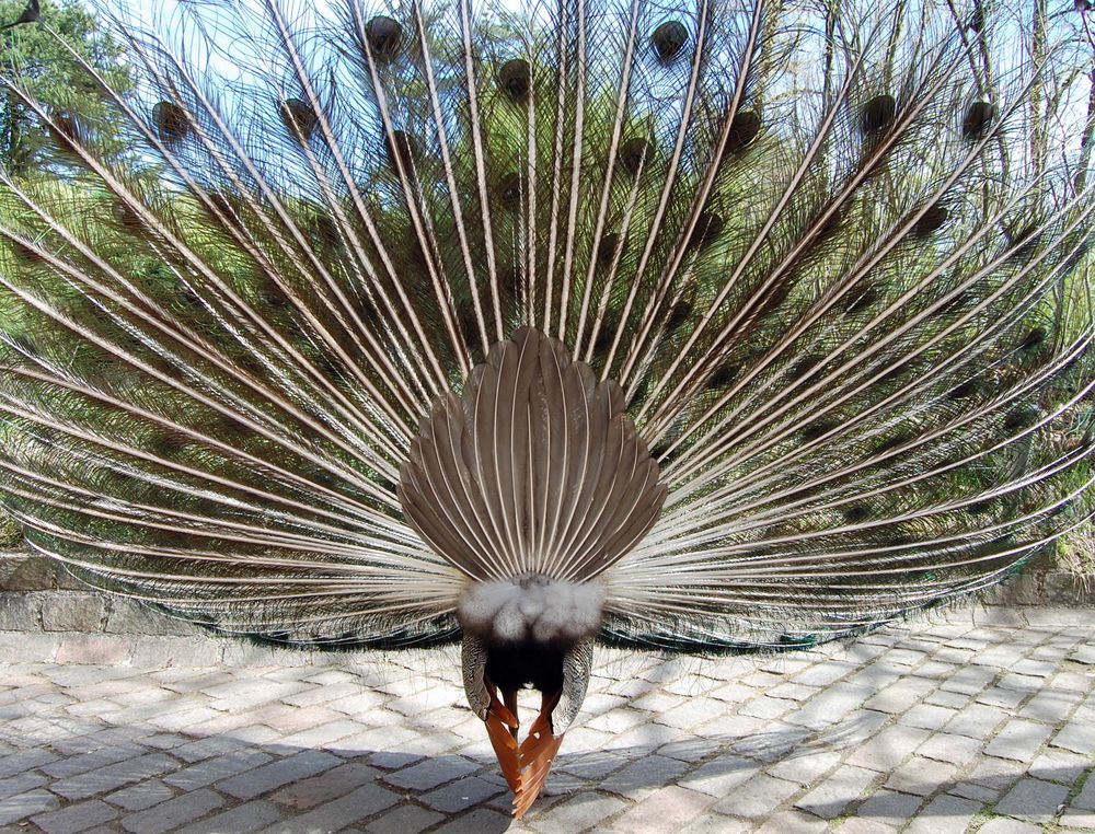 Pfau von hinten