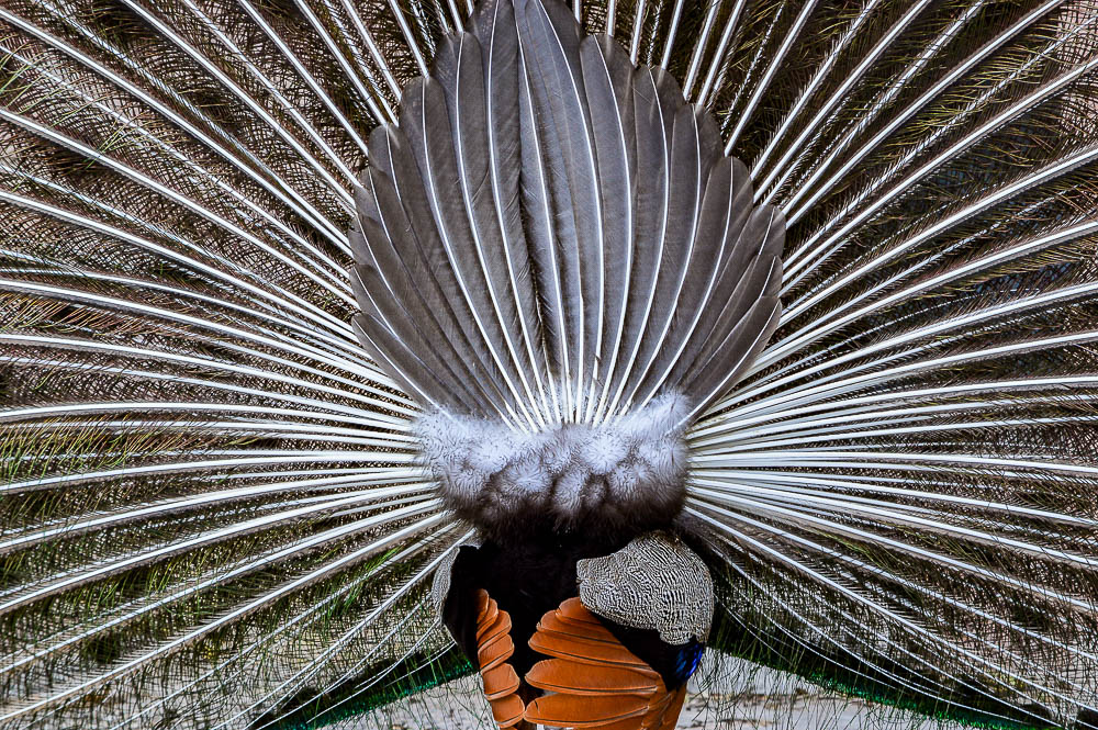 Pfau von hinten