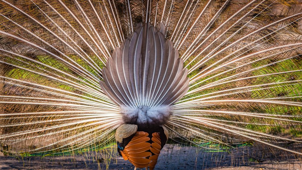 Pfau von hinten