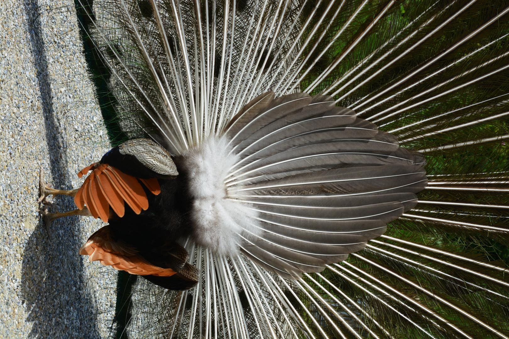 Pfau von hinten