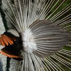 Pfau von hinten