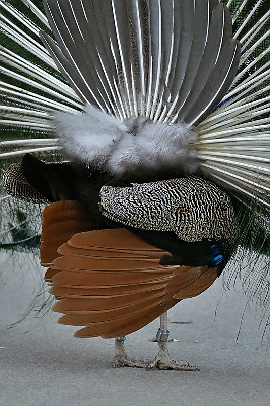 Pfau von hinten