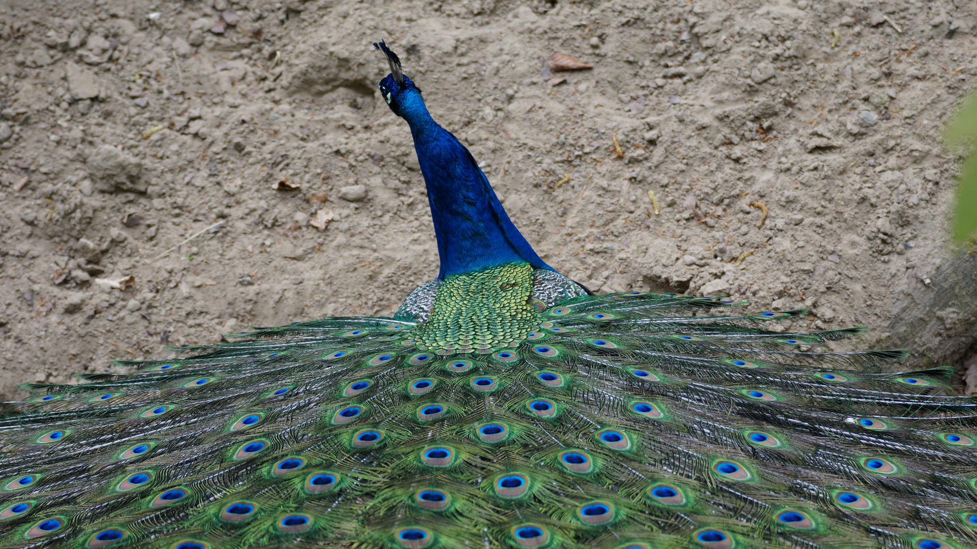 Pfau von oben