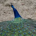 Pfau von oben