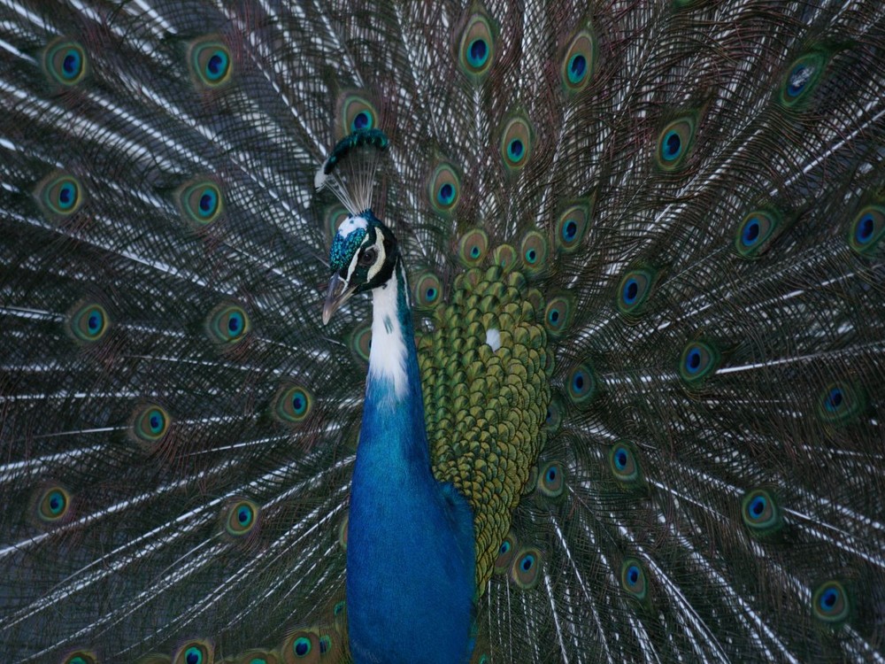 Pfau von Schloss Ambras in Innsbruck