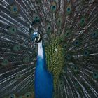 Pfau von Schloss Ambras in Innsbruck