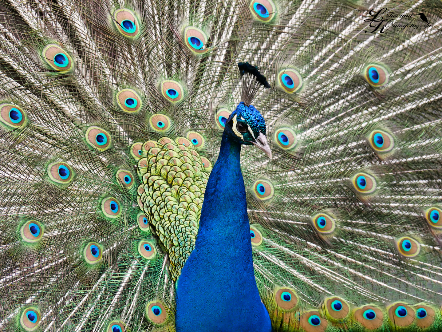 Pfau von seiner schönsten Seite