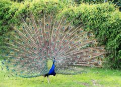 Pfau von vorn