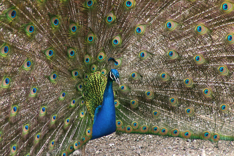 Pfau von vorne