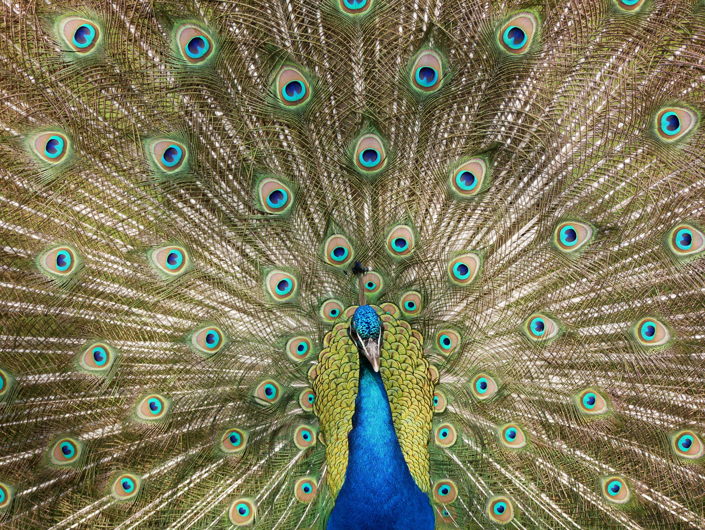 Pfau von vorne