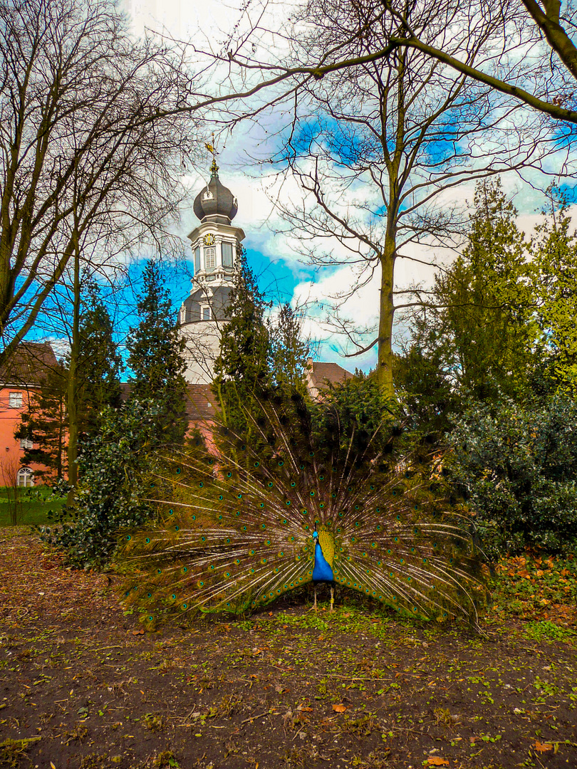 Pfau vor Jever Schloss