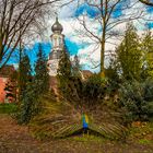 Pfau vor Jever Schloss