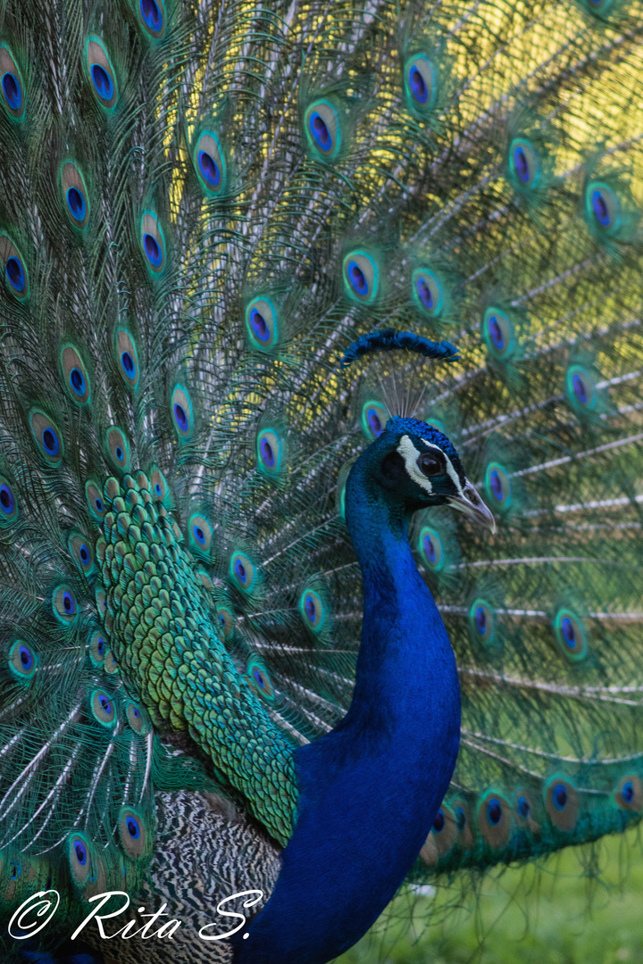 Pfau während der Drehung