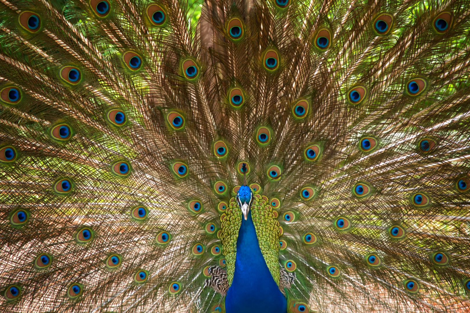 Pfau Weh (Liebeskummer lohnt sich nicht, my darling)