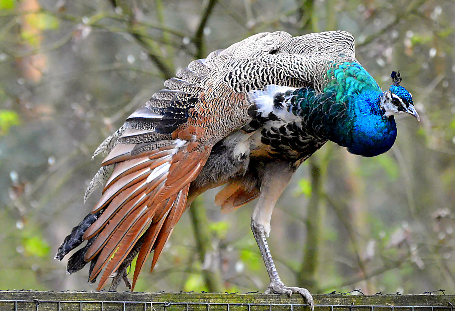 Pfau Weibchen 