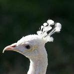 Pfau -weiß-  Kopfschmuck