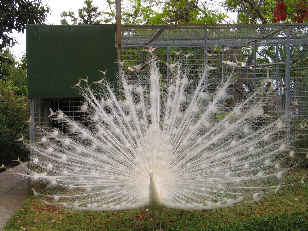 Pfau weißer, in voller Pracht Madeira, Botanischer Garten