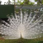 Pfau weißer, in voller Pracht Madeira, Botanischer Garten