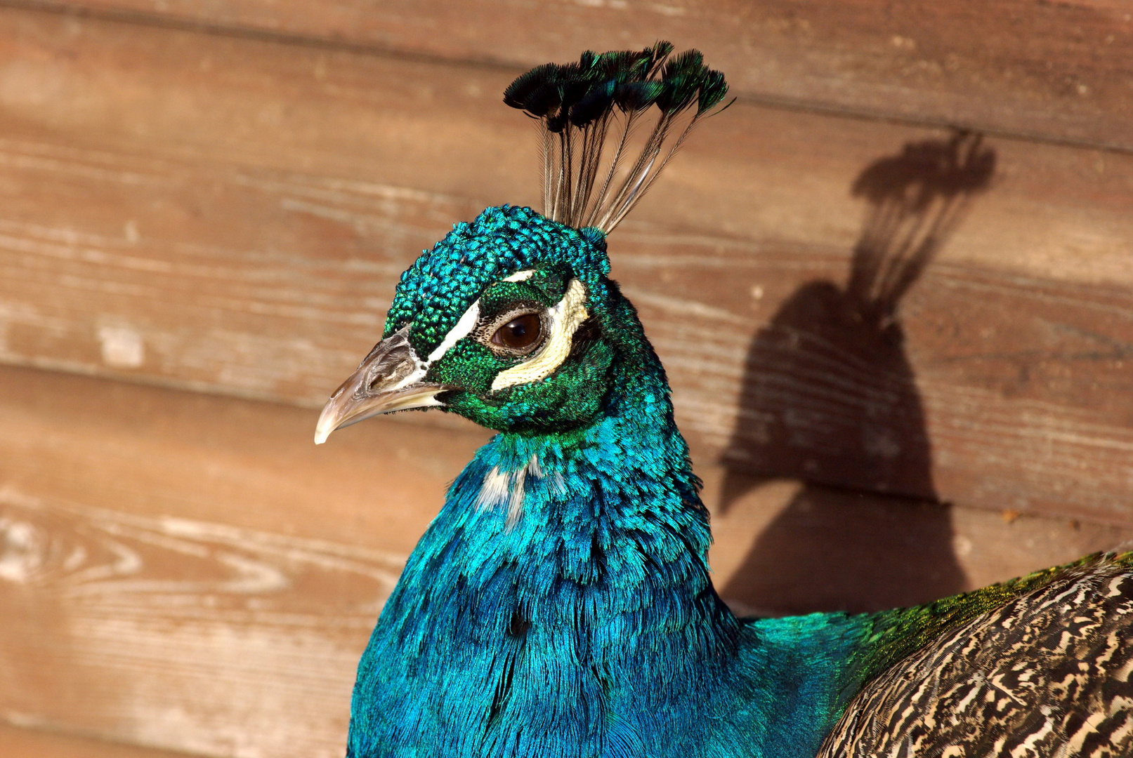 Pfau Wildpark Eekholt