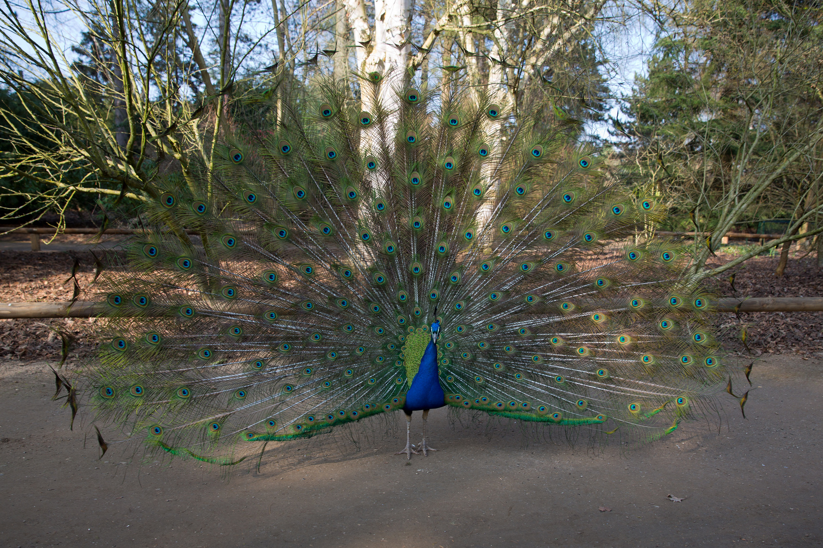 Pfau wunderbar...