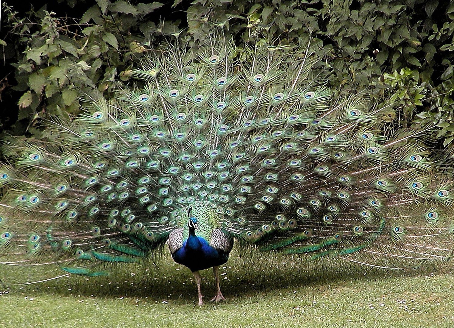 Pfau zeigt seine Schönheit