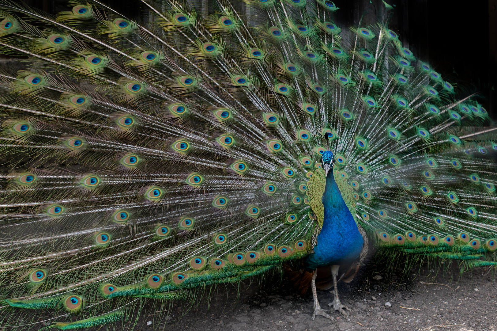 Pfau zeigt sich mit Rad am 03.06.2022