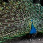 Pfau zeigt sich mit Rad am 03.06.2022