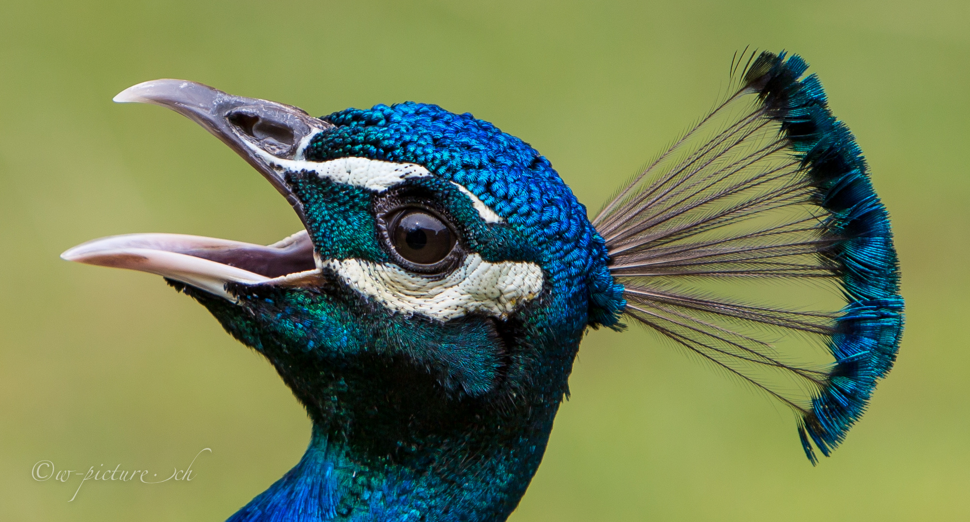 Pfau Zoo Amnéville