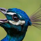 Pfau Zoo Amnéville