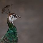 Pfau - Zoo Dresden