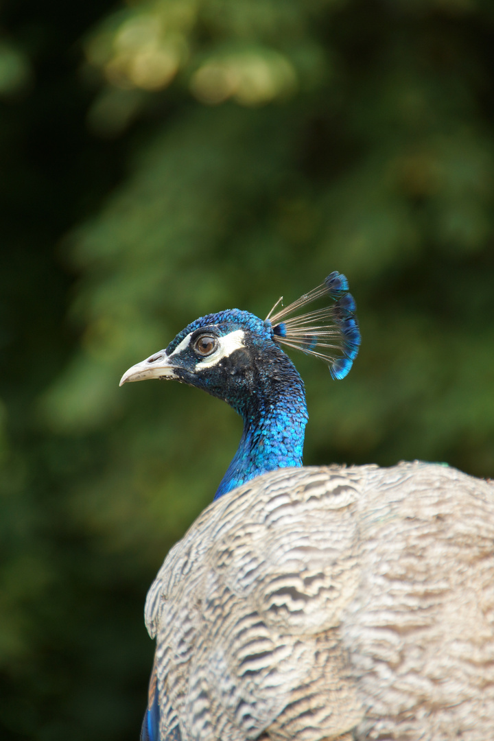 Pfau (Zoo Neuwied)