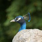 Pfau (Zoo Neuwied)