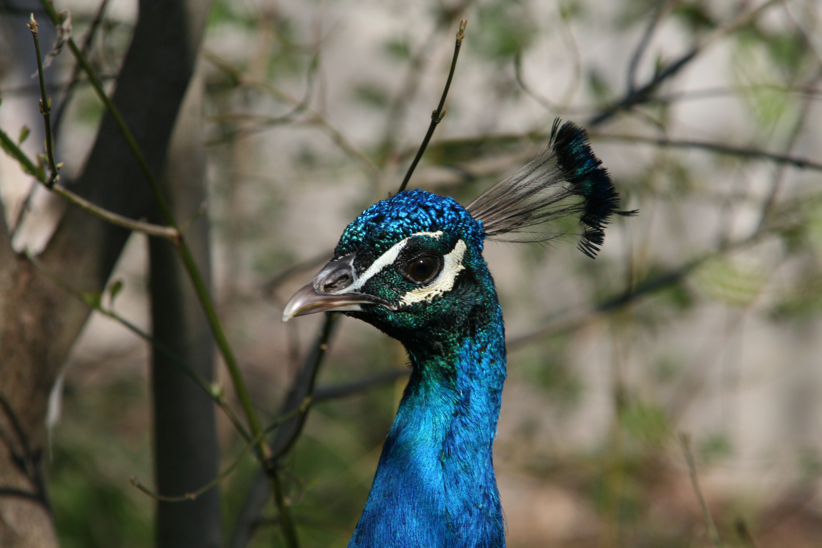 Pfau (Zoo Zürich)