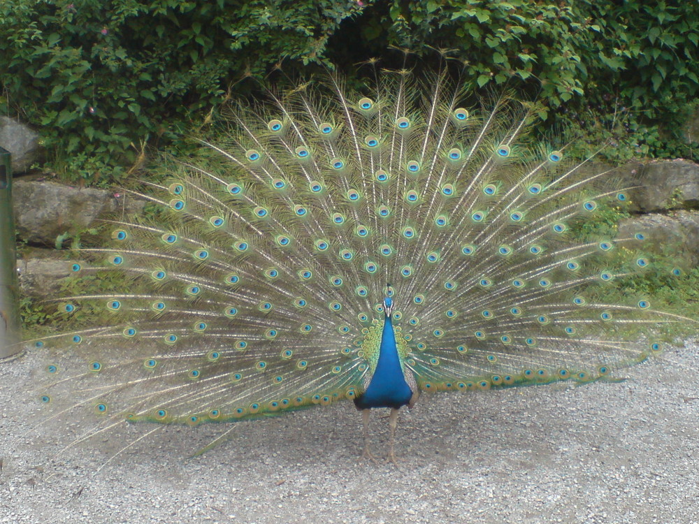 Pfau Zoo Zürich