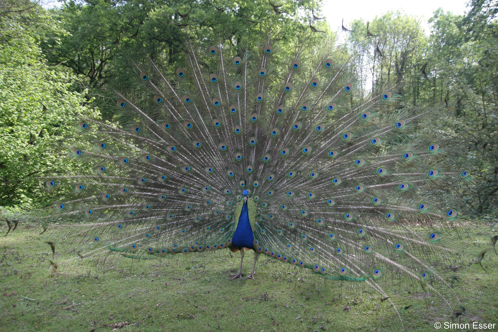 pfau1